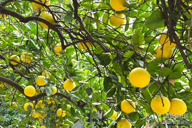 【東北的那一抹紅】漫步隨拍