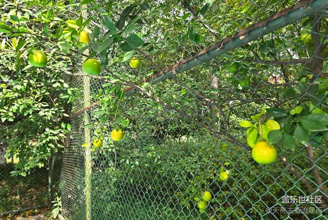 【東北的那一抹紅】漫步隨拍