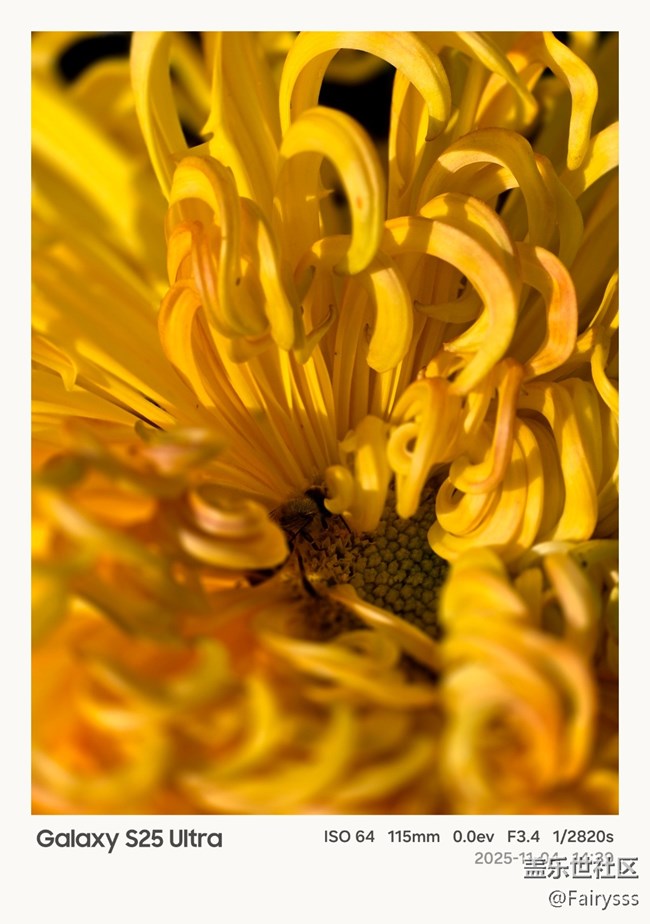 【一葉知秋】秋菊