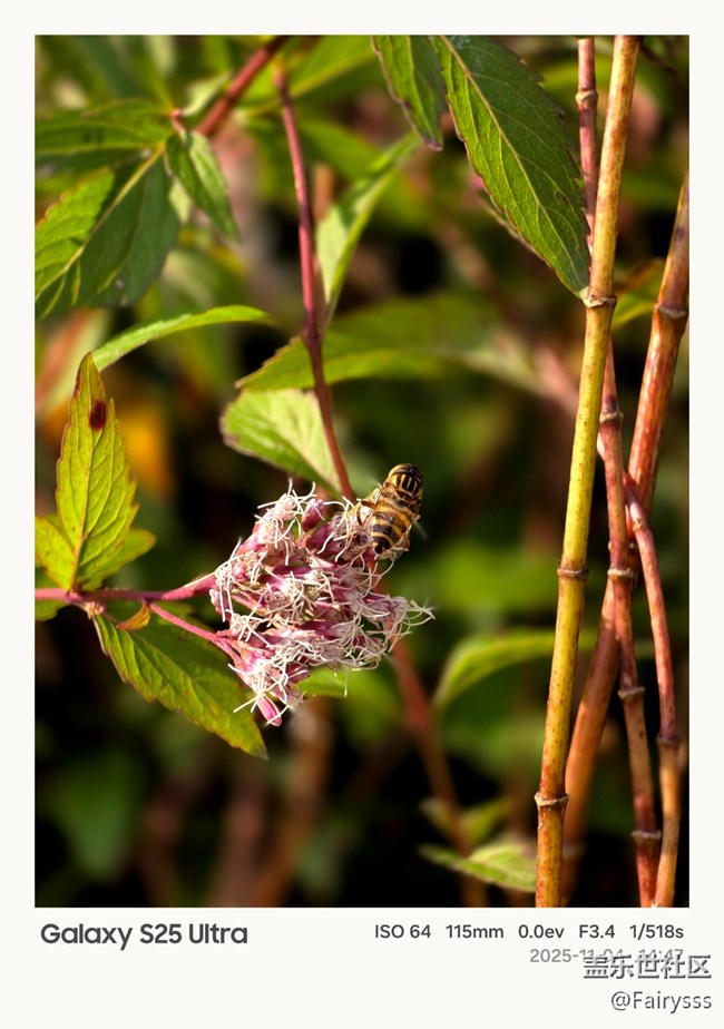 【一葉知秋】秋菊