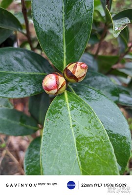 【奇妙的視角】滿園茶色