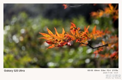 紅楓似火照山中    寒冷秋風(fēng)襲樹叢