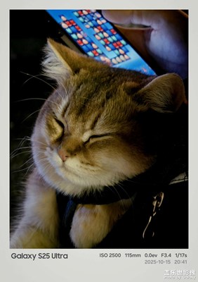 夜市里的可愛喵喵