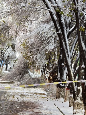 【城市生命力】+烏魯木齊暴雪壓斷樹枝