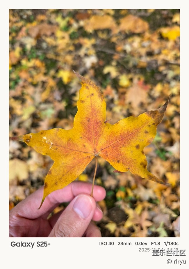 【葉落成詩】如畫秋葉