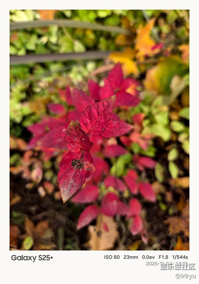 【葉落成詩】如畫秋葉