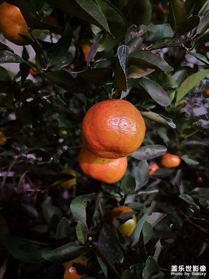 【城市生命力】大吉大利，今日立冬