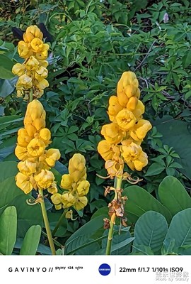 【奇妙的視角】翅莢決明花開