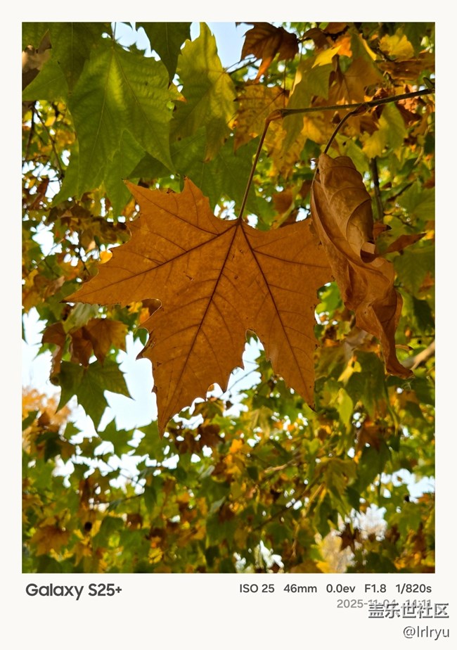 【葉落成詩】如畫秋葉