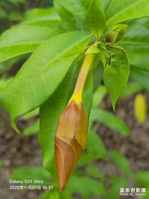 【奇妙的視角】含苞吐萼