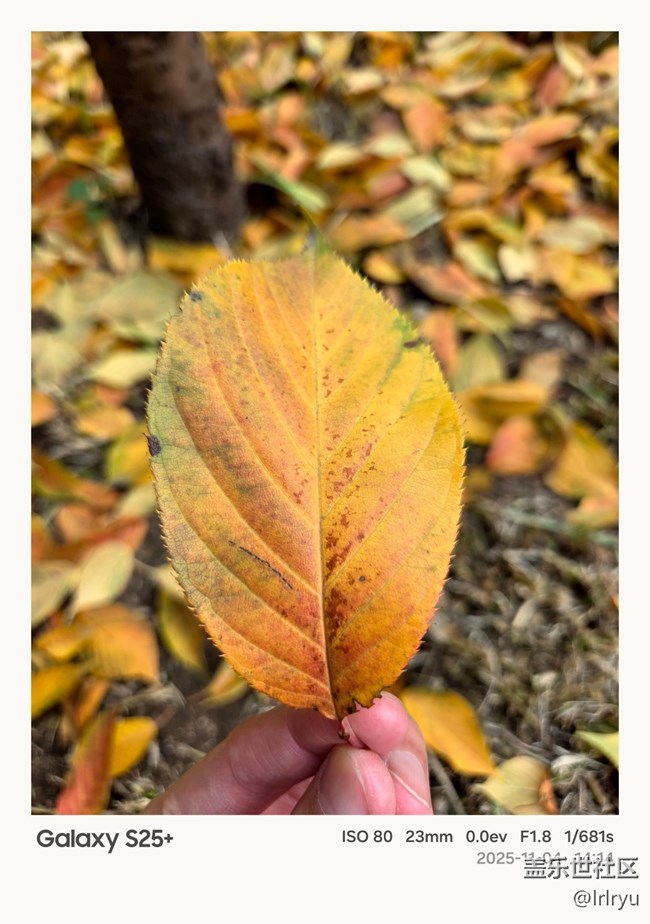 【葉落成詩】如畫秋葉