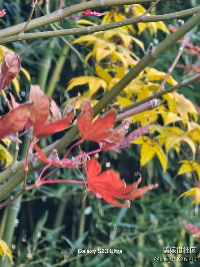 【葉落成詩】相映成色