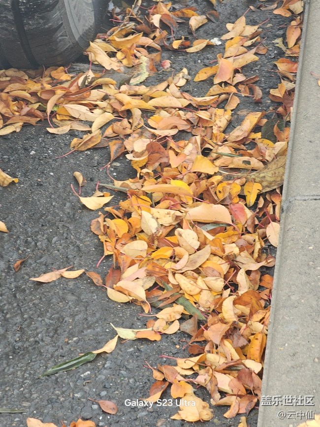 【葉落成詩(shī)】流逝