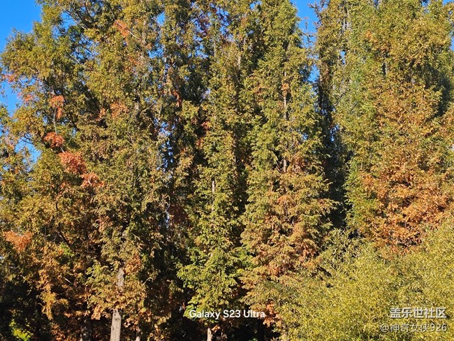 【葉落成詩】秋日樹林