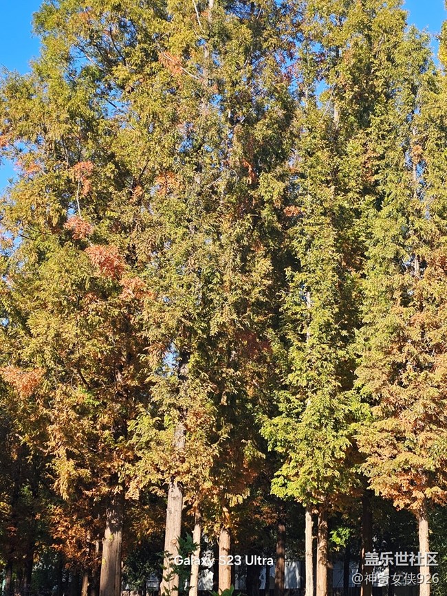 【葉落成詩】秋日樹林