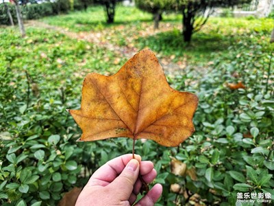 【城市生命力】+秋天的落葉