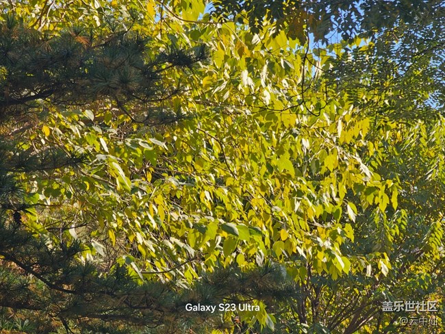 【葉落成詩】泛黃