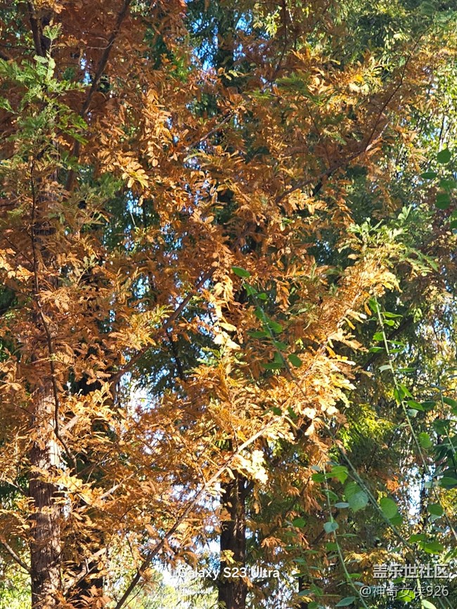 【葉落成詩】秋日樹林