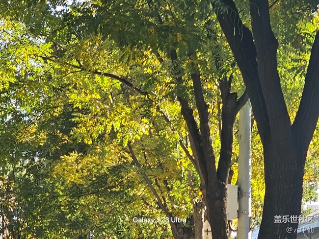 【葉落成詩】泛黃