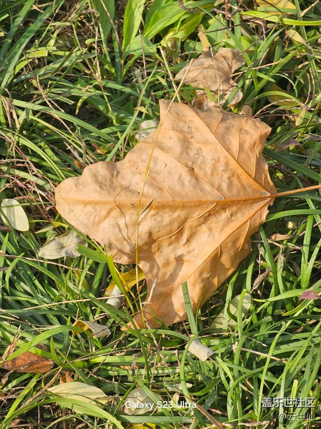 【葉落成詩(shī)】流逝