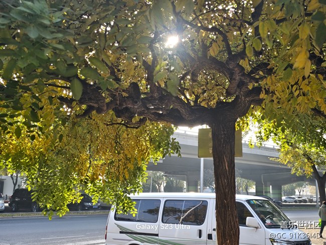 【葉落成詩(shī)】樹(shù)枯