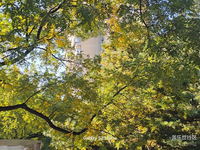 【葉落成詩】泛黃