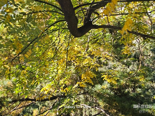 【葉落成詩】泛黃