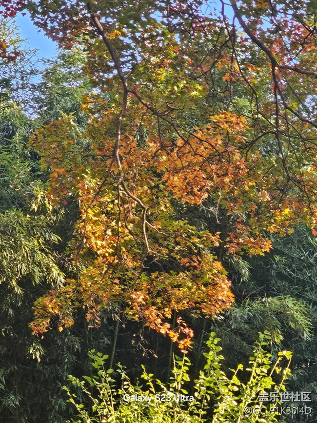 【葉落成詩】相映成色