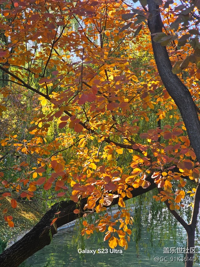 【葉落成詩】相映成色