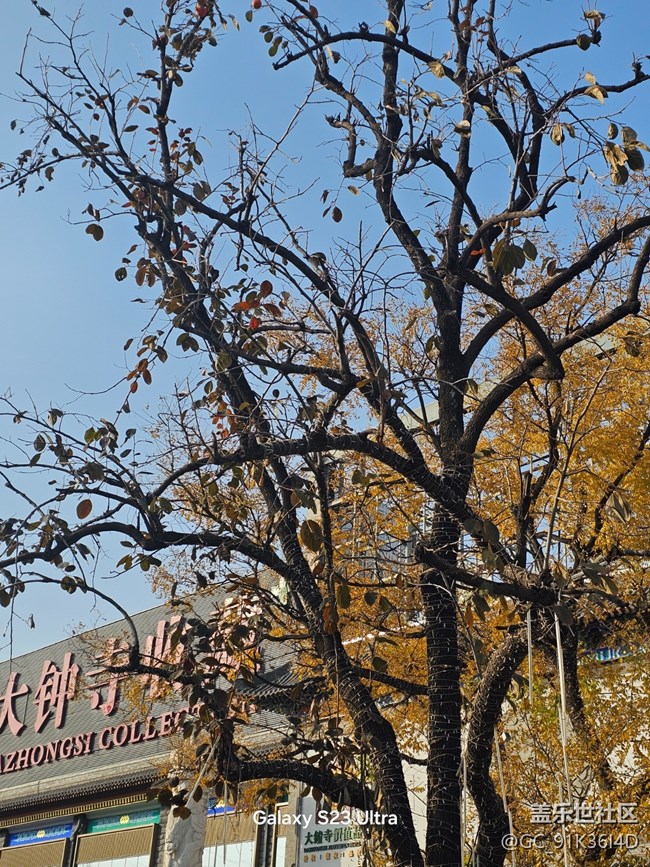 【葉落成詩(shī)】樹(shù)枯