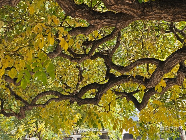 【葉落成詩(shī)】樹(shù)枯