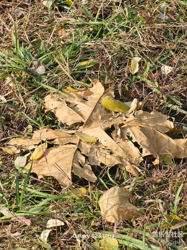 【葉落成詩(shī)】流逝