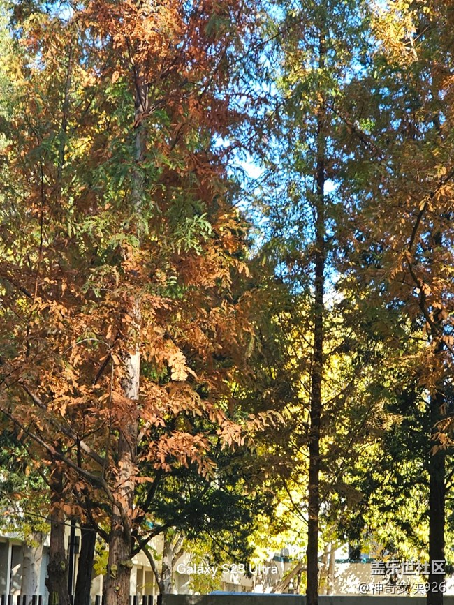 【葉落成詩】秋日樹林