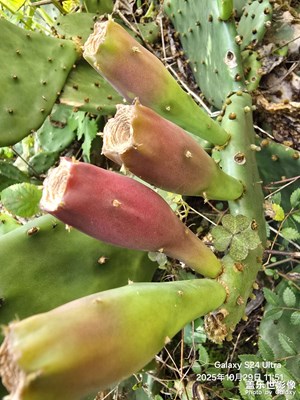 【城市生命力】+城市路邊仙人掌