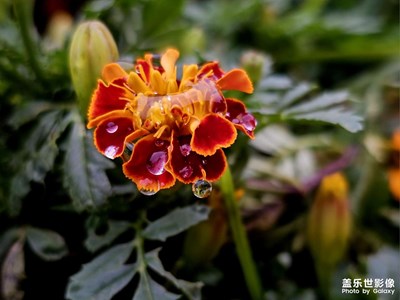 【城市生命力】+雨后