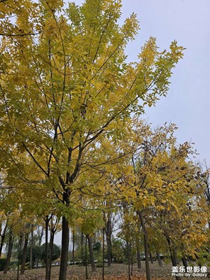 【城市生命力】草木一秋