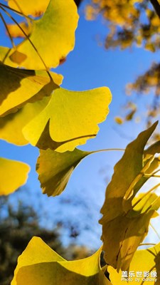 銀杏金黃