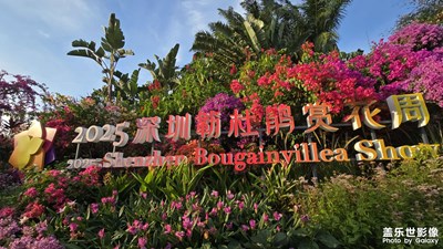 2025深圳蓮花山勒杜鵑展