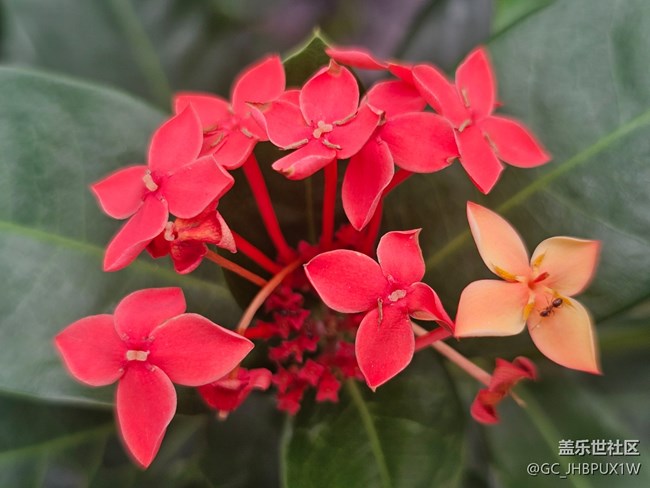 【全鏡影像】花開(kāi)