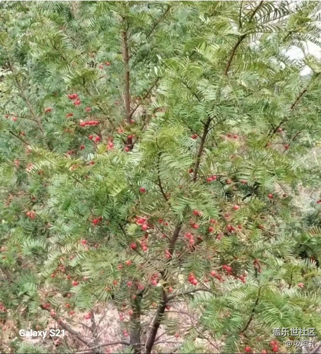 【鵬城尋冬記】難得晴天