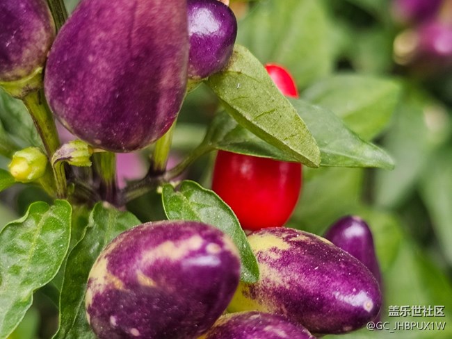 【東北的那一抹紅】偶遇