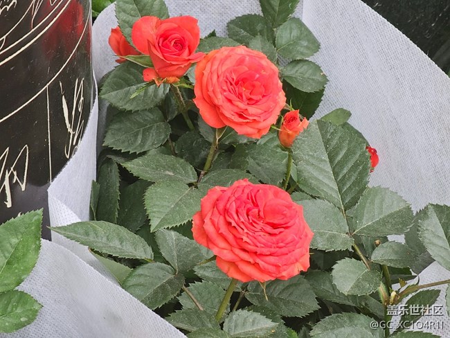 【東北的那一抹紅】花店紅花