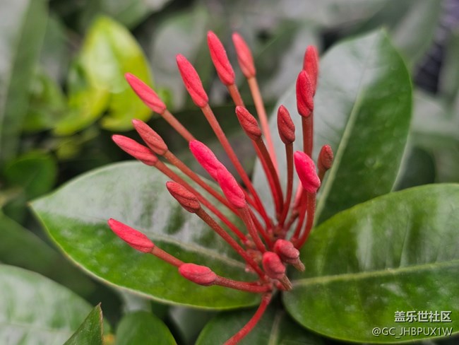 【全鏡影像】花開(kāi)