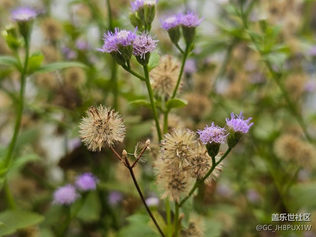 【全鏡影像】花開(kāi)
