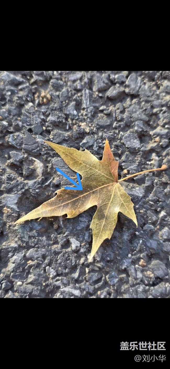 【Home Up】隨心定制主屏幕