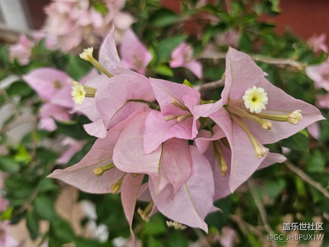 【東北的那一抹紅】偶遇
