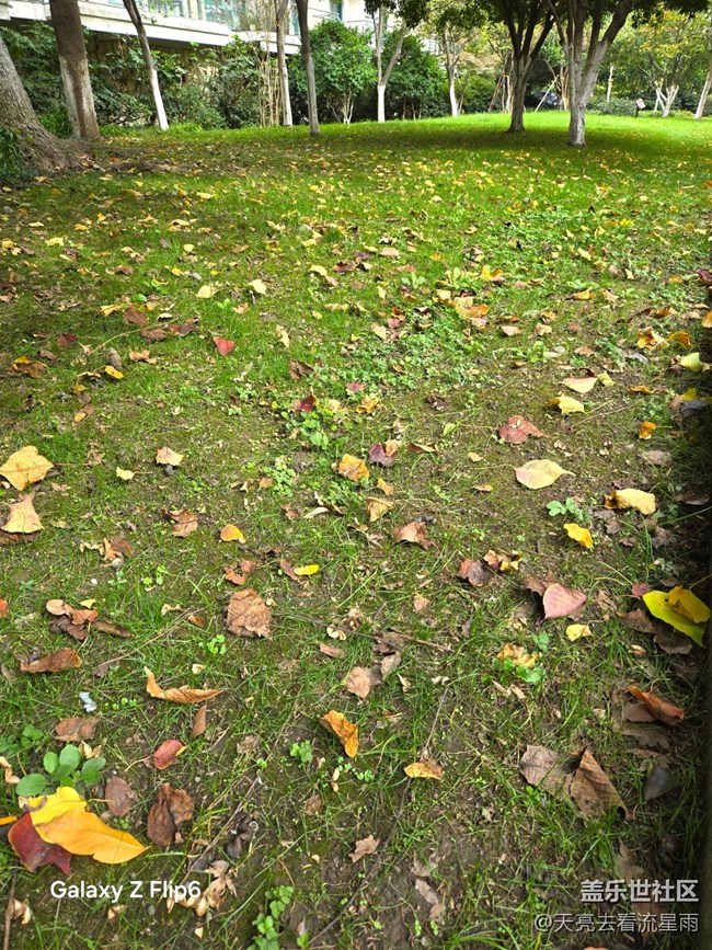 【葉落成詩(shī)】秋葉絮語(yǔ)