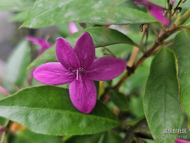 【全鏡影像】花開(kāi)