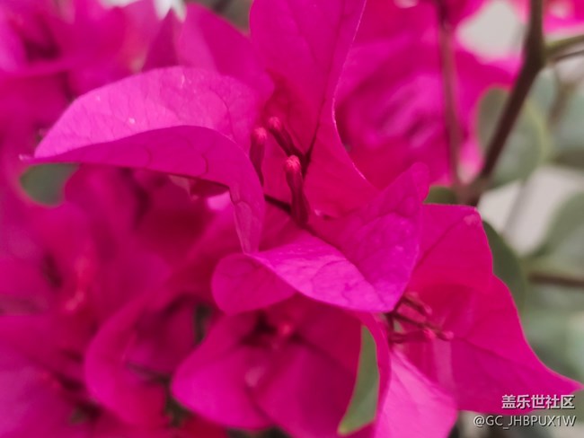 【全鏡影像】花開(kāi)