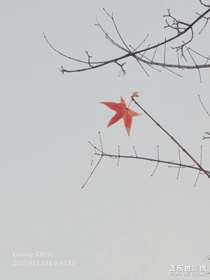 風(fēng)中搖曳的楓葉??